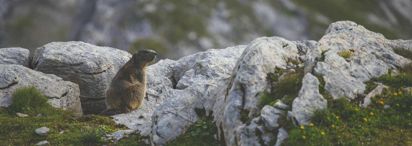 Murmeltiere hautnah erleben – in heimischen Nationalparks ist das keine Seltenheit.