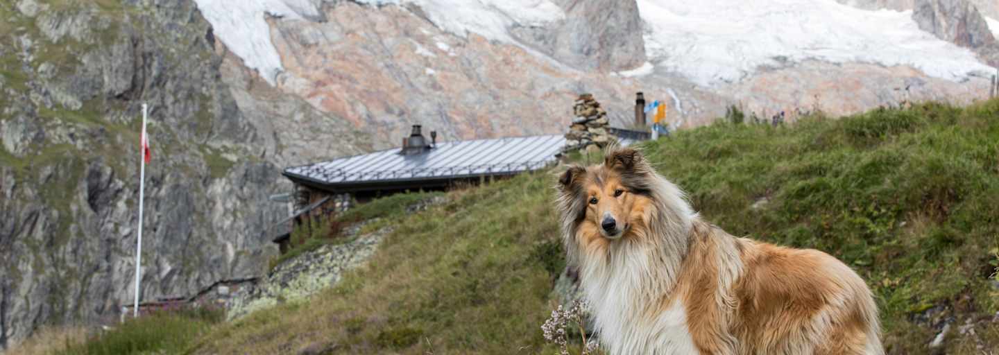 Wandern mit Hund – hier auf der Voralphütte in der Schweiz