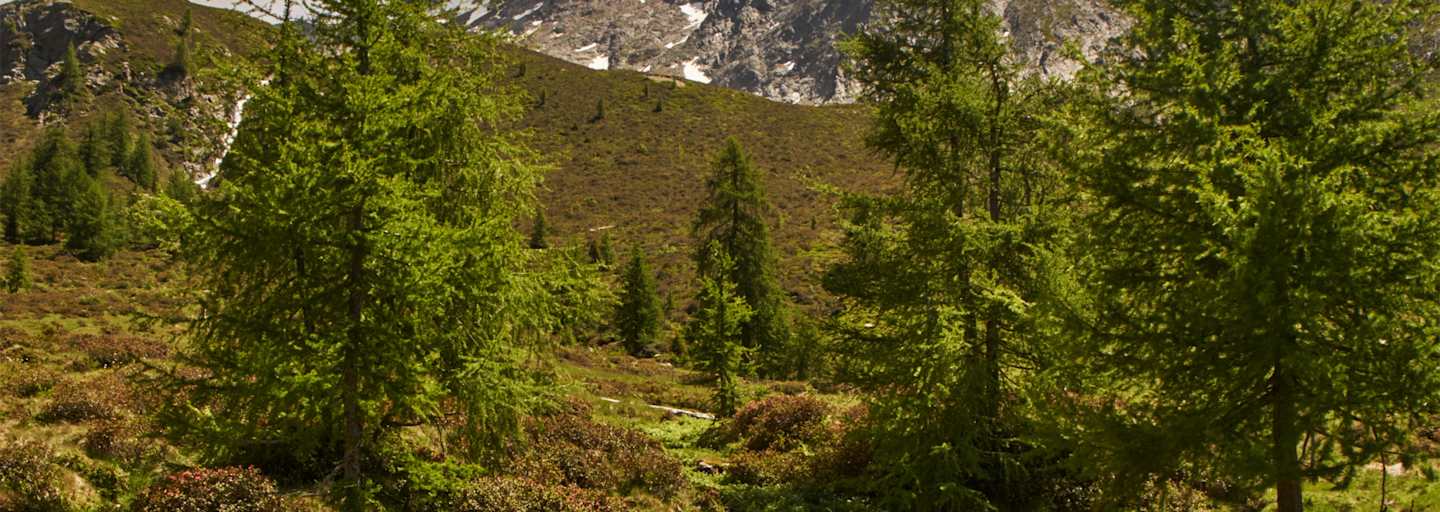 Ein Bach kreuzt den Weg Richtung Mahd-Alm.