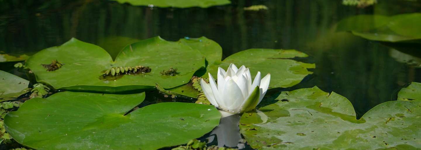 Am Spechtensee findet man die Weiße Seerose.