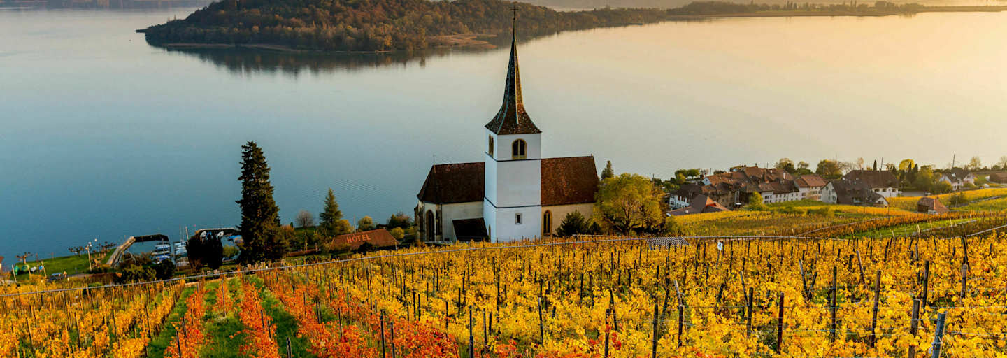 Rebberge am Bielersee mit Blick auf die St. Petersinsel in Bern