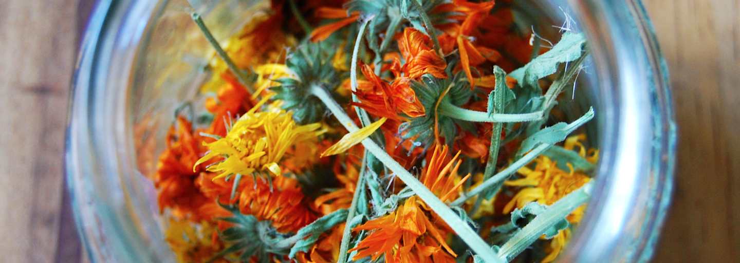 Ringelblumenblüten: Zutat für Salbe