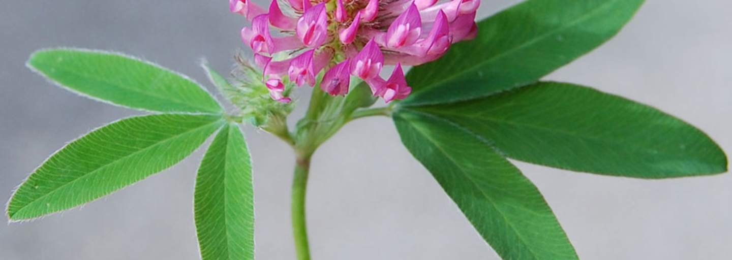 Rotklee: Aus den Blüten kann man einen herrlichen Sirup zaubern