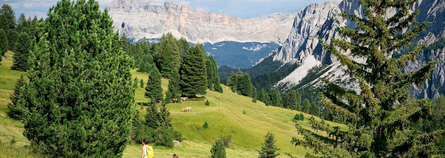 Blick über die Medalgs-Wiesen