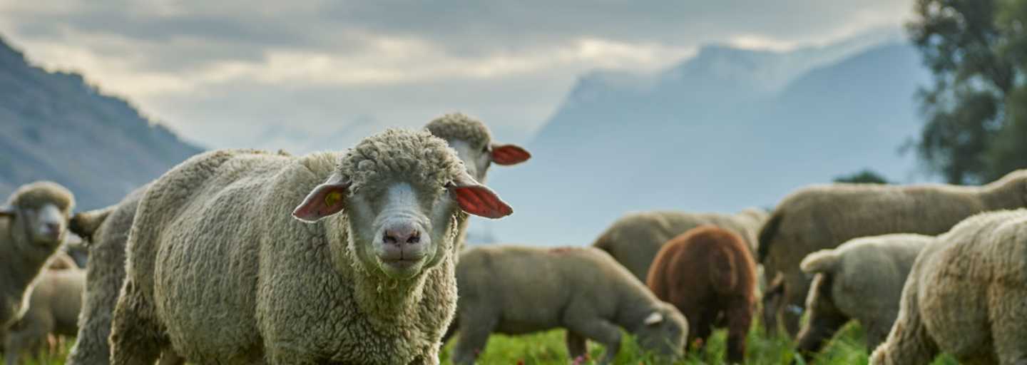 Schafe hüten auf dem Durannuhof im Wallis