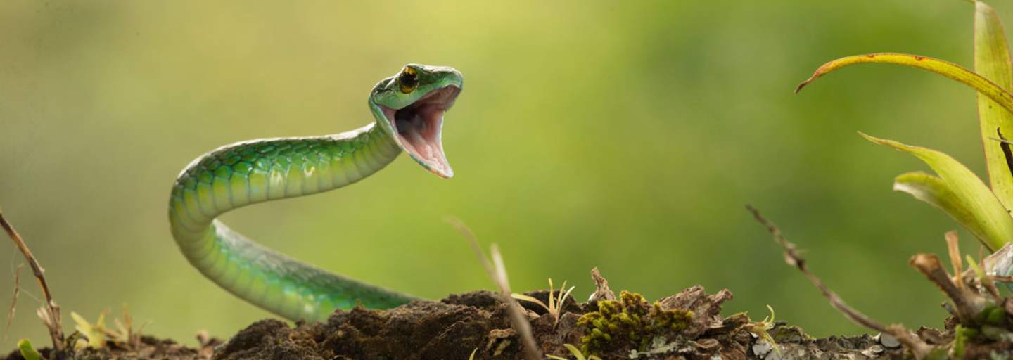 Die Satinierte Papagei Schlange ist in unseren Gefilden zwar nicht heimisch, schön anzusehen ist sie trotzdem – aber bitte nicht füttern