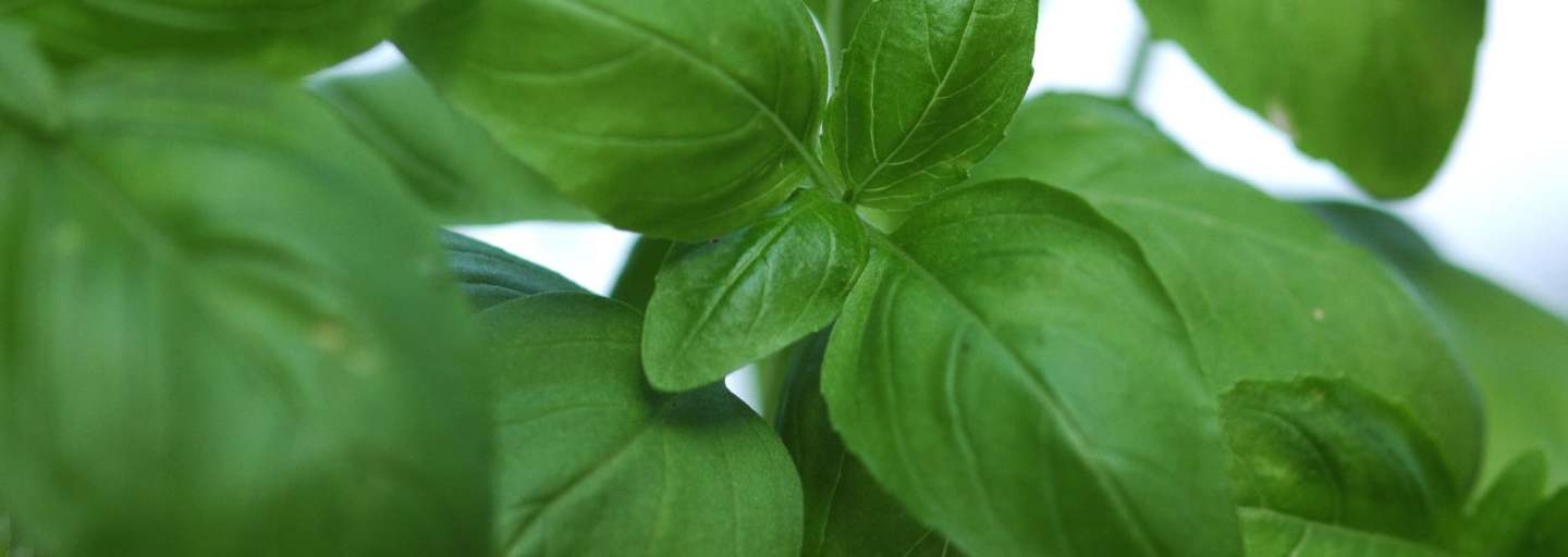 Basilikum