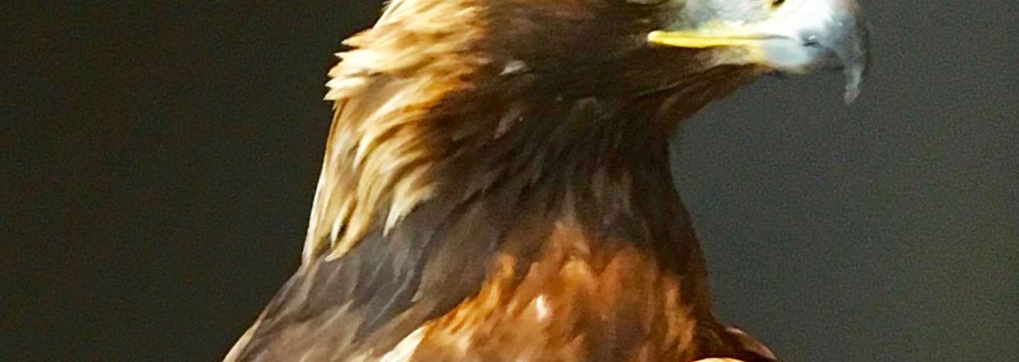 Steinadler-Dame Fritzi