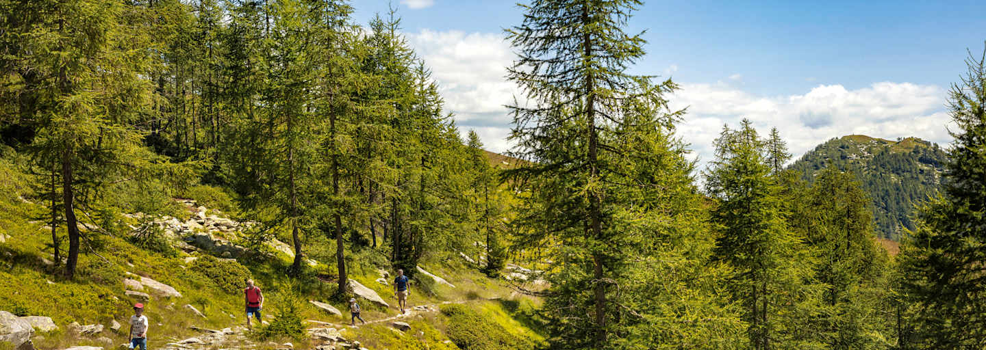 Eine Familie wandert an Bäumen vorbei.