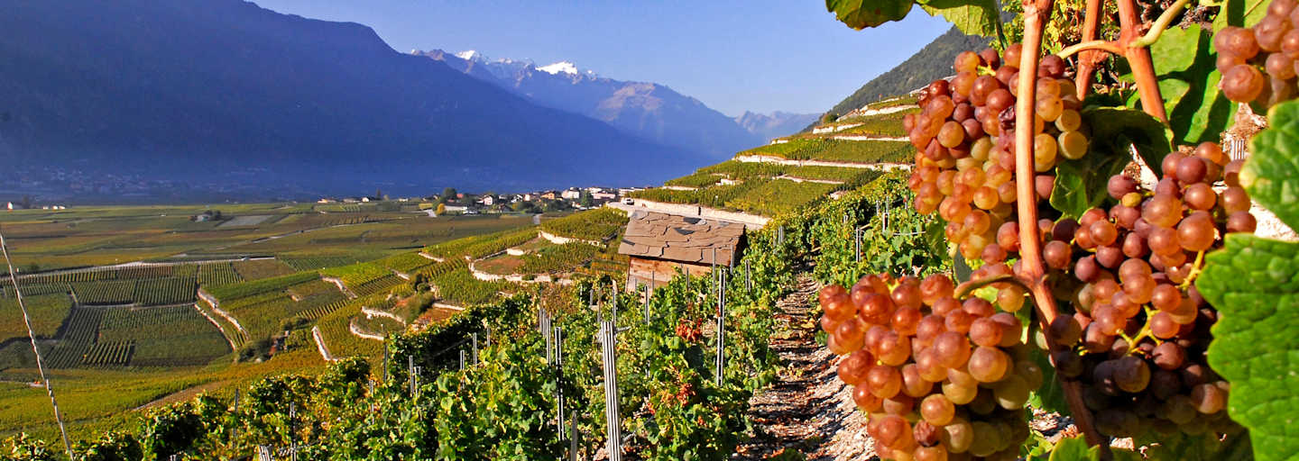 Vom Weinstock zum Berggipfel: St.-Pierre-de-Clages - Grugnay