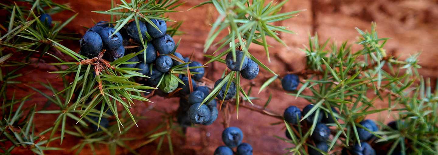 Selbstgemacht: Wacholder-Öl