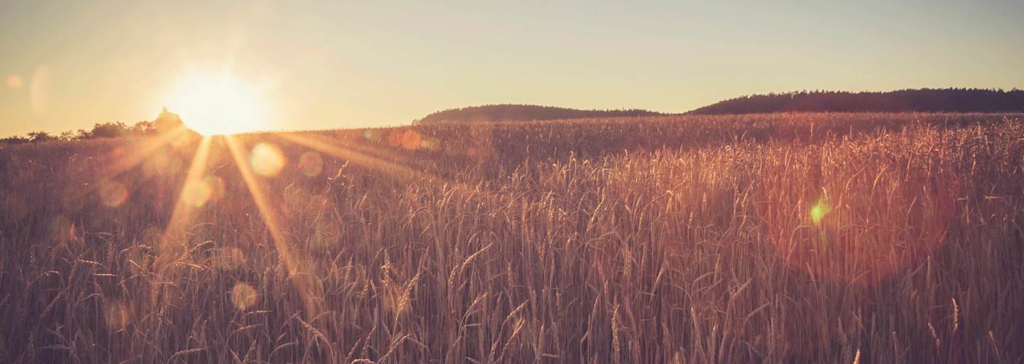 Weizenfeld in Baden-Württemberg: Rund um Tübingen