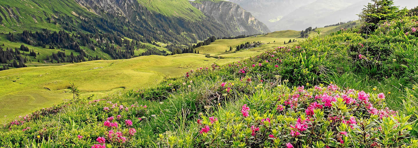 Simmental Lenk Berner Oberland