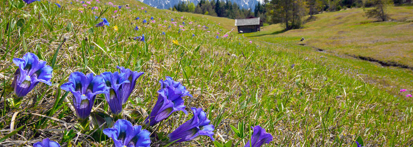 Hütte Blumenwiese Enzian