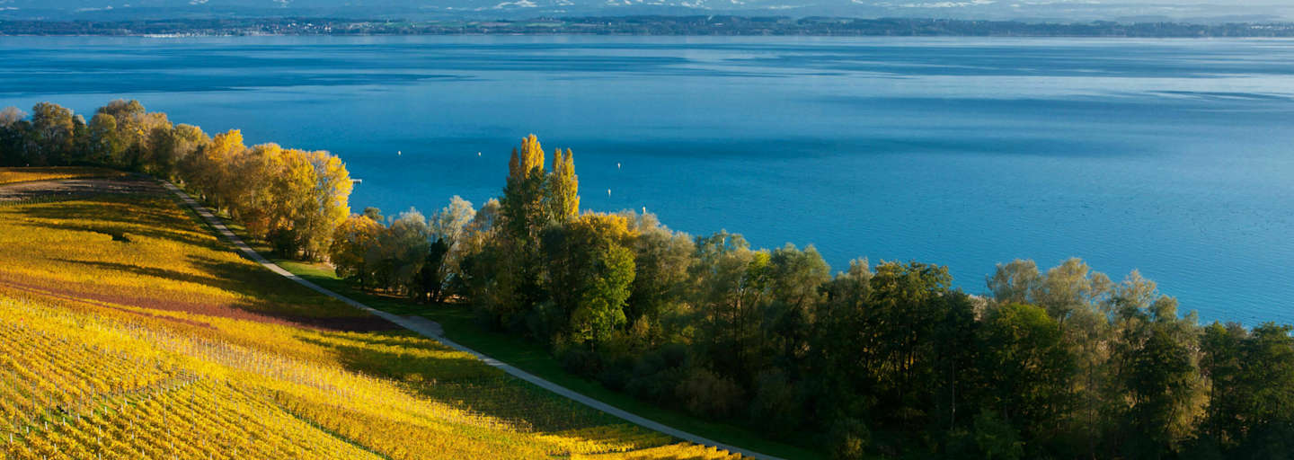 Rebberge und der tiefblaue Neuenburgersee mit Blick auf die Alpenkette
