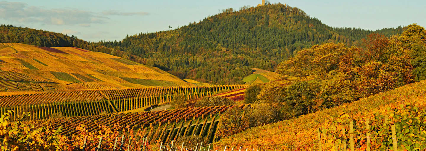 Wandern durch die Weinberge des Remstals in Baden-Württemberg