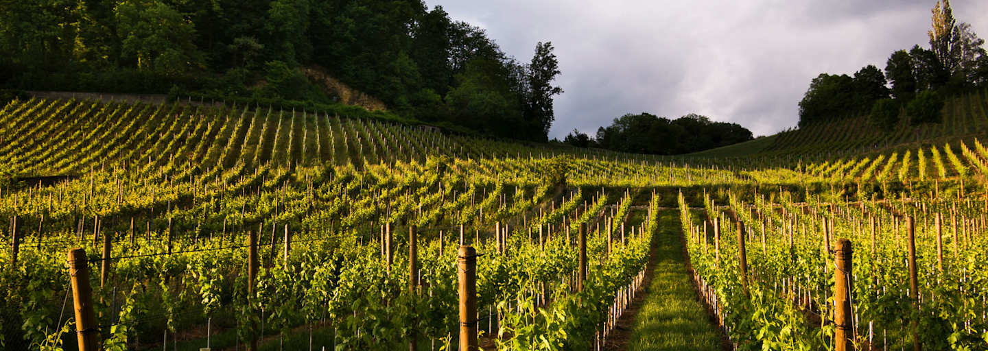 Rebberge in Baselland: Wanderung von Muttenz nach Pratteln bei Basel