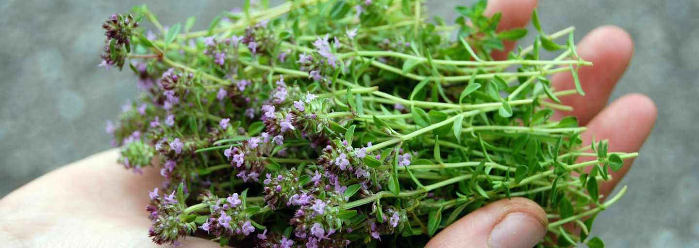 Wilder Oregano / Quendel