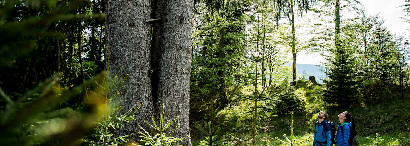 Zwei Wanderer genießen die Natur.