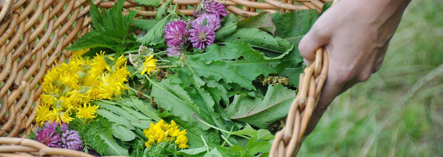Outdoor-Apotheke: Wildkräuter