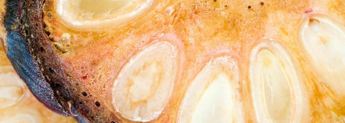 Zirben-Ernte: Hier gibt es den besten Zirbenschnaps