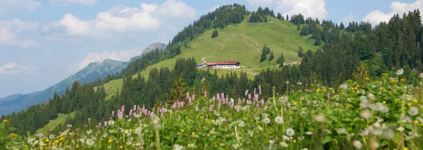 Auf dem Weg zum Falken
