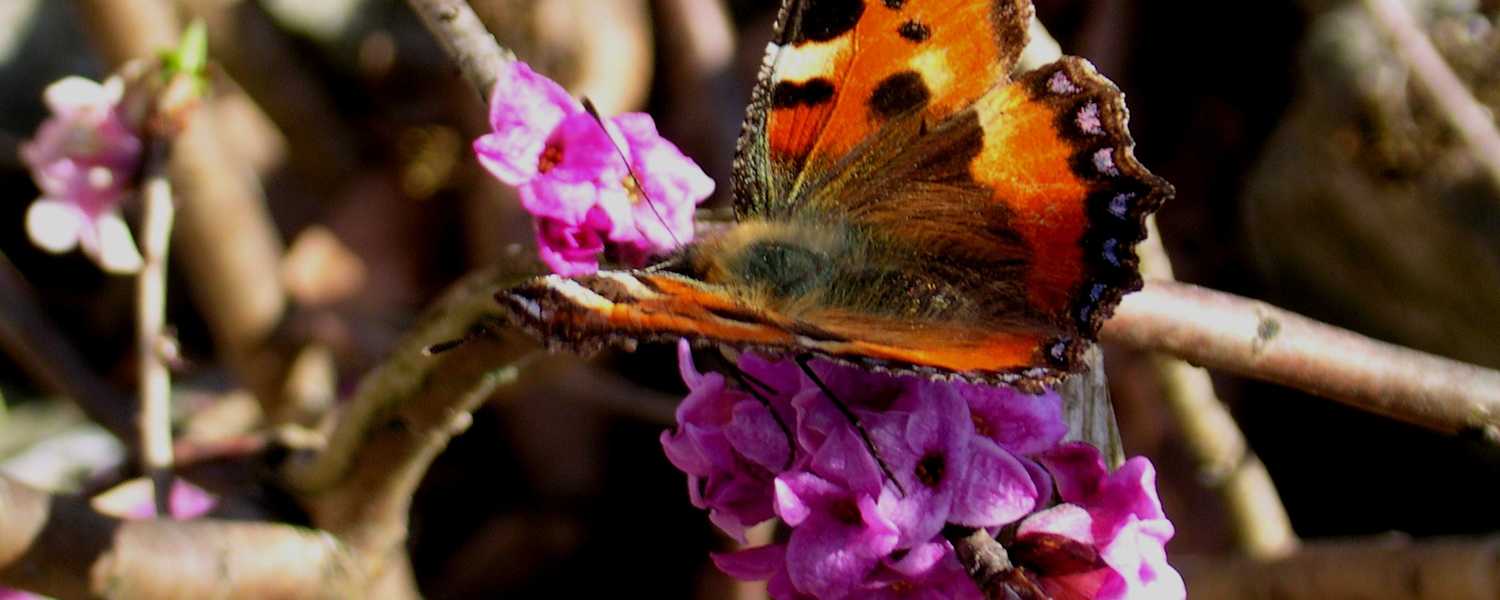 Seidelbast, Seidelbastgewächse: Blütezeit: März – Mai. Nicht nur was fürs Auge, sondern vor allem auch für die Nase ist der giftige Seidelbast mit seinem betörenden Duft, der wohl auch den „Kleinen Fuchs“ angelockt hat.
