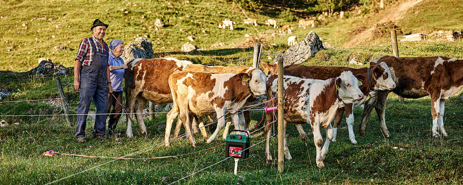 Bergbauern, Kühe, Weide