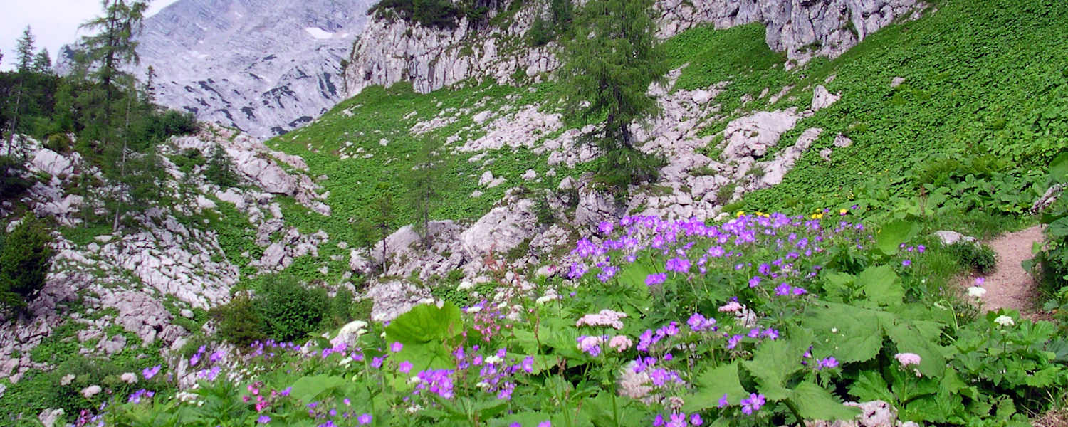 Alpenflora im Toten Gebirge bei der Pühringer Hütte