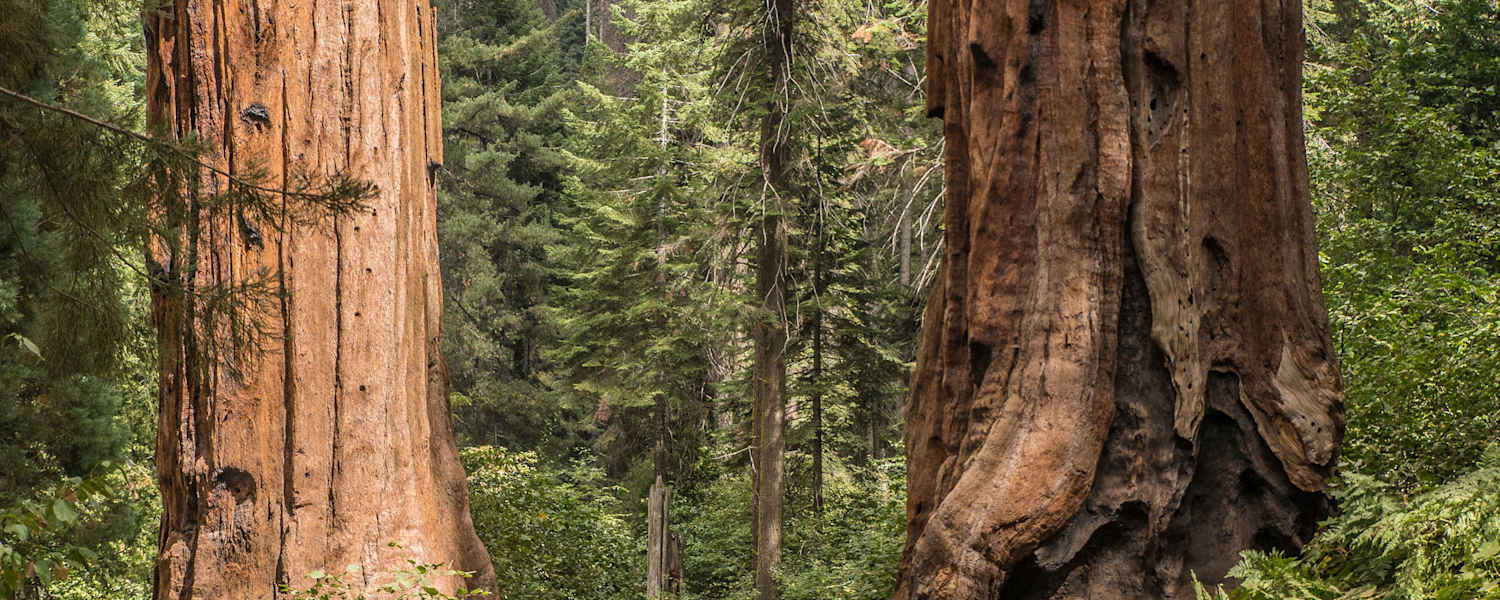 Mammutbäume in der kalifornischen Sierra Nevada