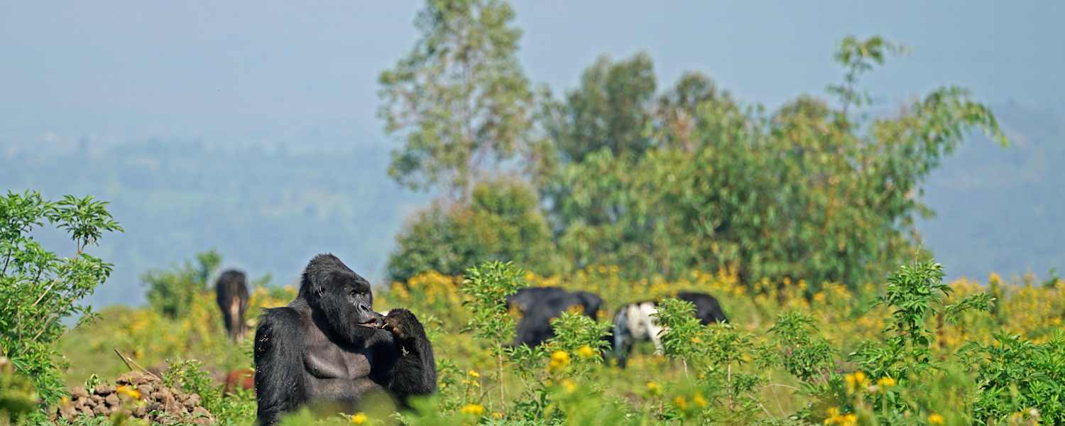 Virungas Berggorillas Reise