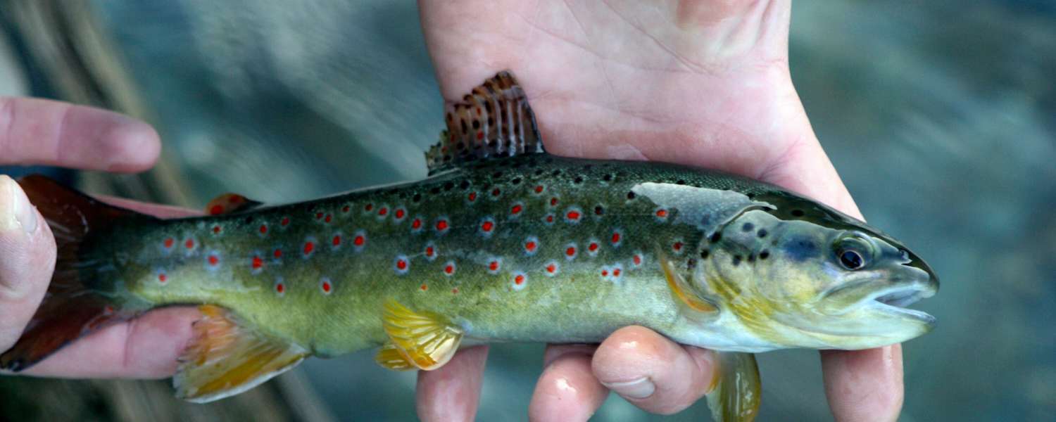 Bachforelle Fliegenfischen Zillertal