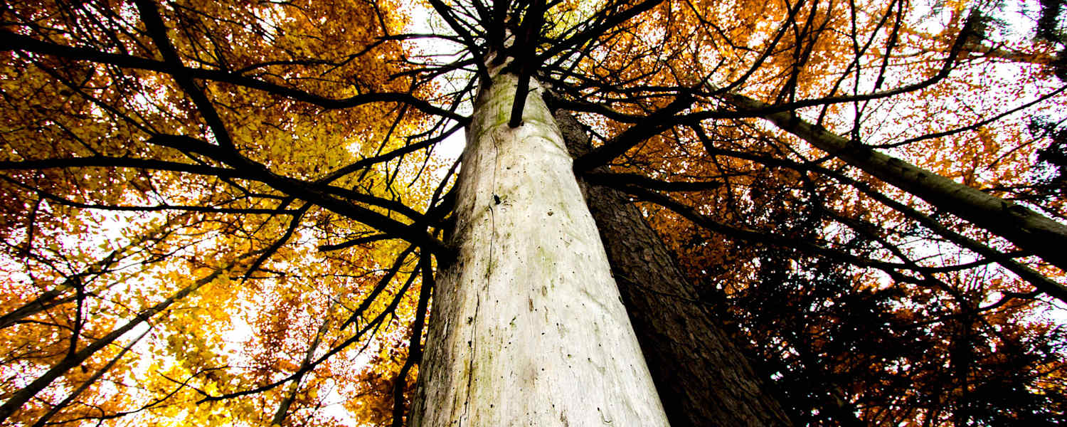Ein Wald voller bunter Blätter