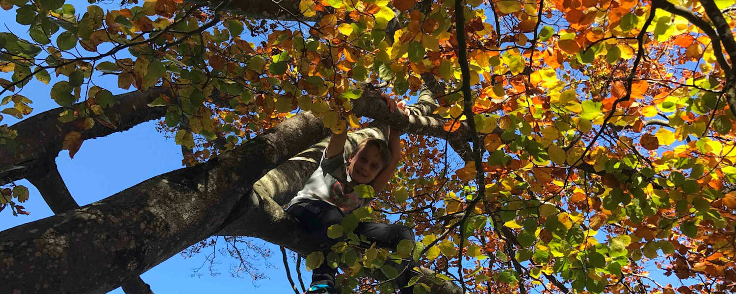 Die mächtigen Buchen sind im Herbst besonders schön.