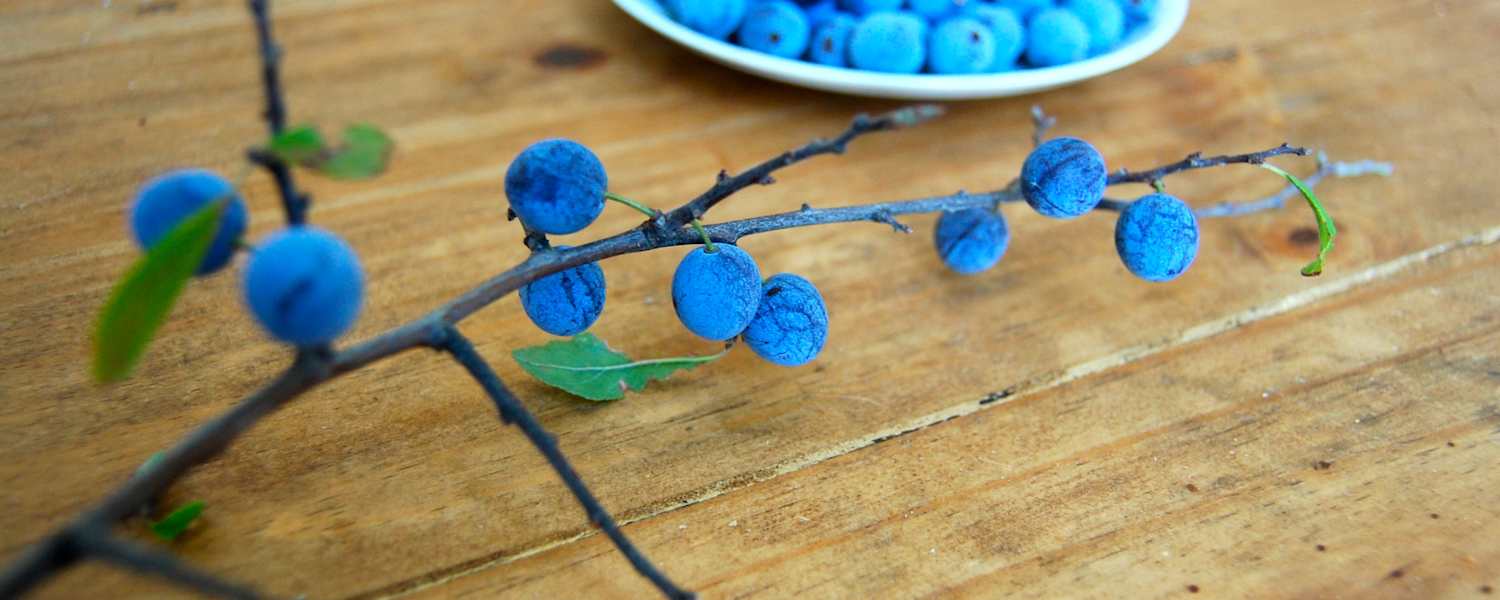 Der Schlehdorn, auch als Schlehendorn, Schlehe, Heckendorn, Schwarzdorn oder Deutsche Akazie bezeichnet, zählt zu den Steinobstgewächsen innerhalb der Familie der Rosengewächse