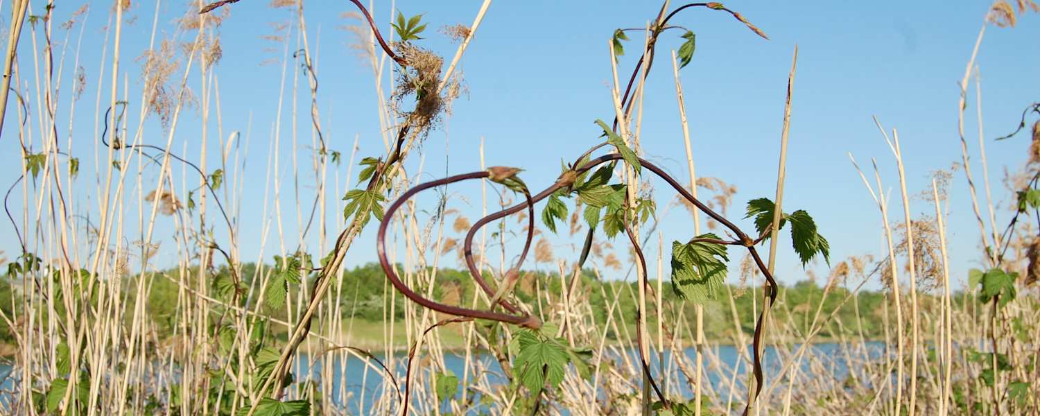 Selbstgemacht: Wilder Spargel