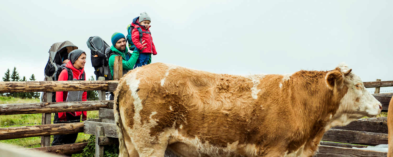 Teichalm Rinderzucht Wandern