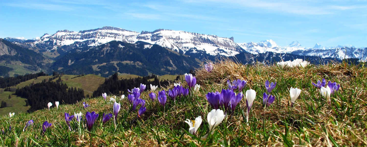 Krokusse auf Rämisgummen – Im Hintergrund die verschneite Schratteflue und Berner Alpen