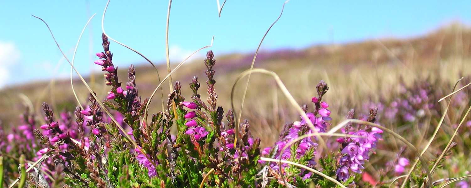 Die Erika in voller Blüte.