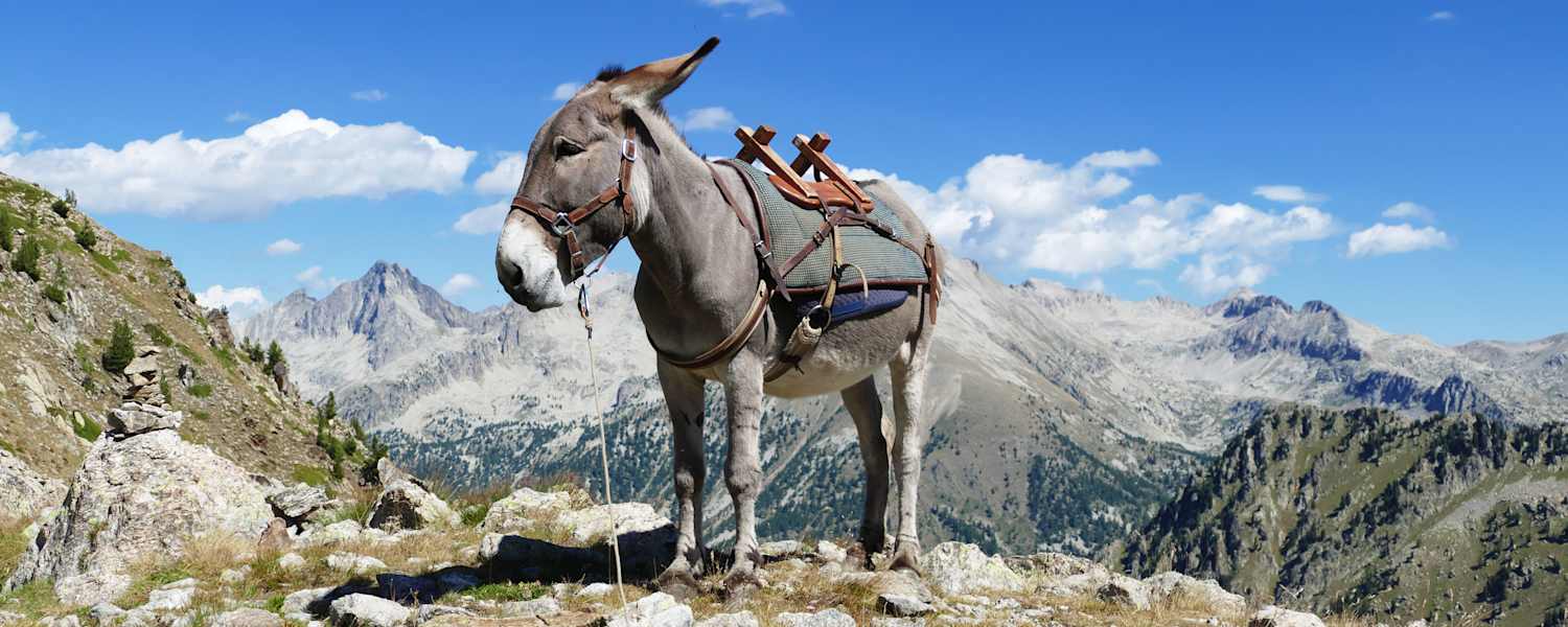 Mit dem Esel durch die französischen Alpen