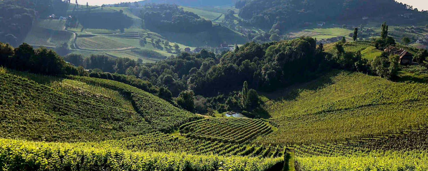 Die Weinberge der Südsteiermark