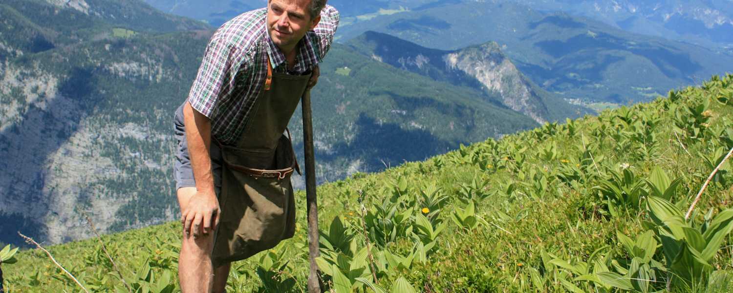 Heimatleuchten: Almleben 