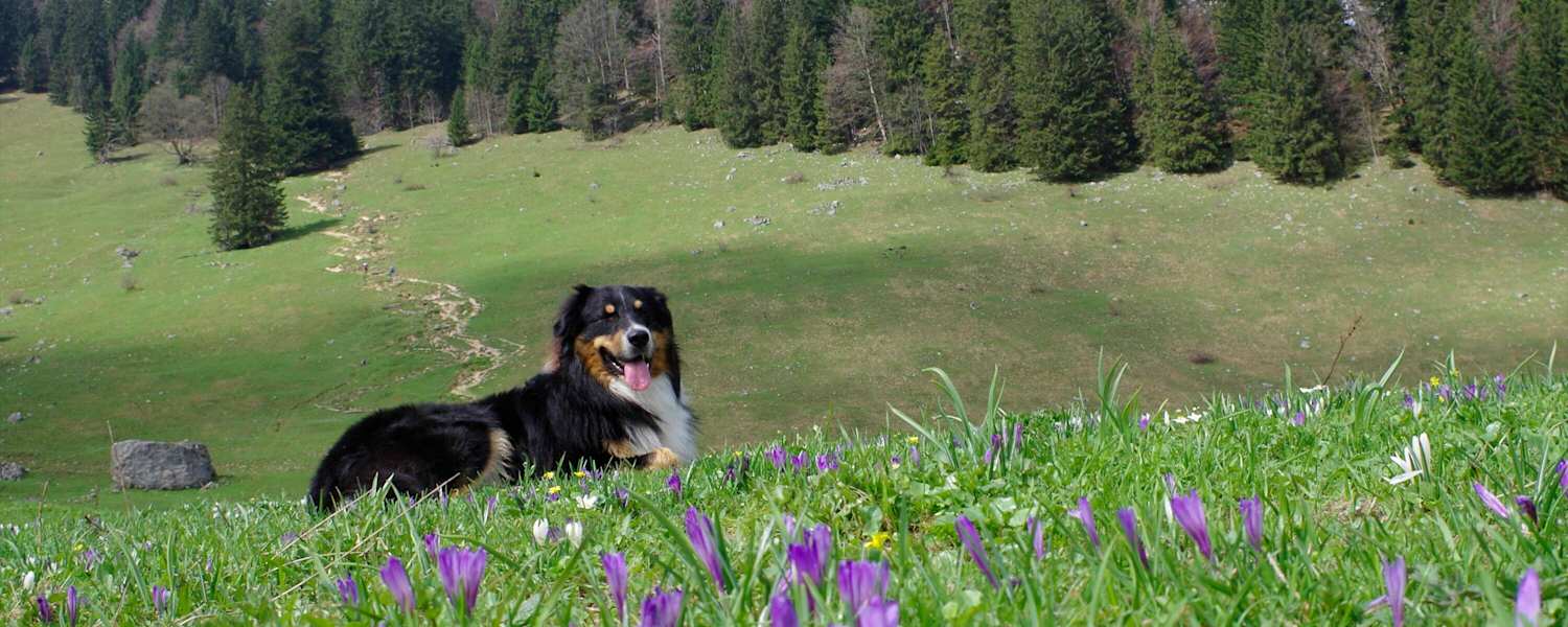 Heuberg: Wandern mit Hund