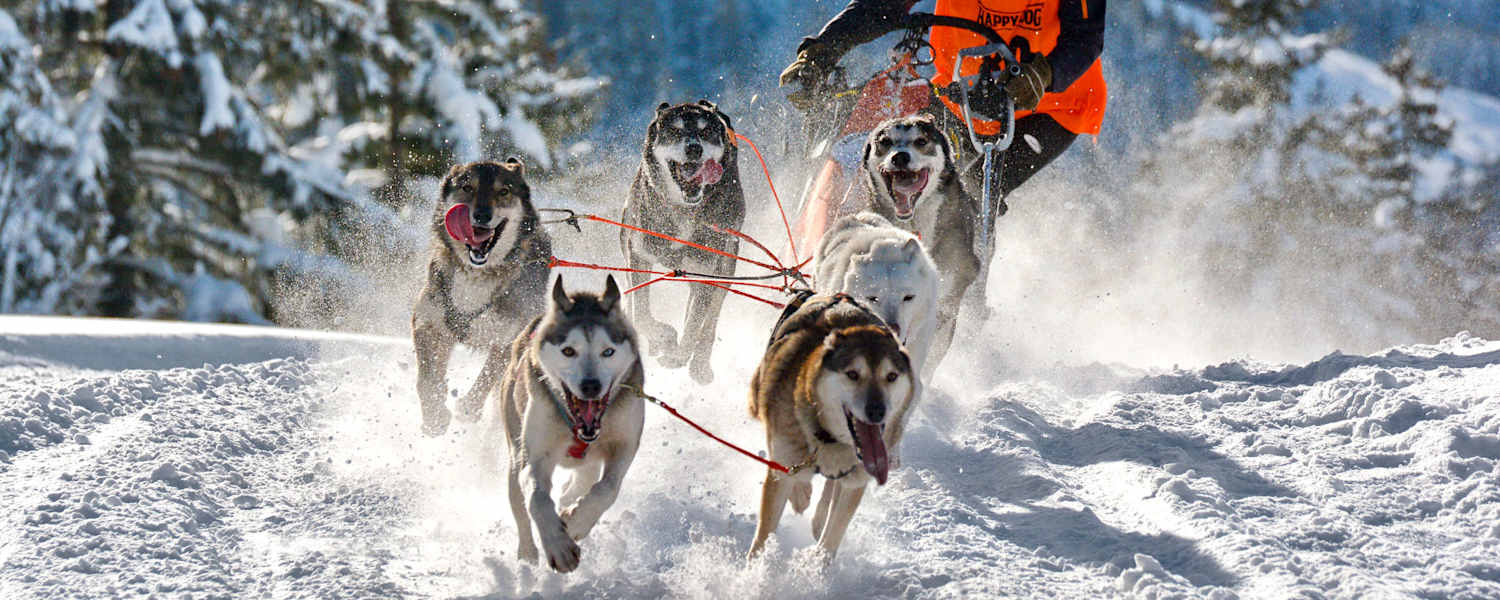 Hundeschlitten