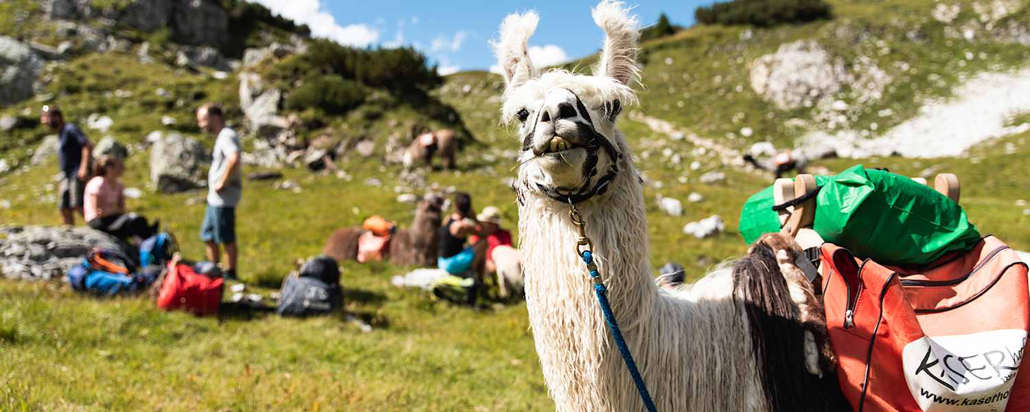 Wandern mit Lamas