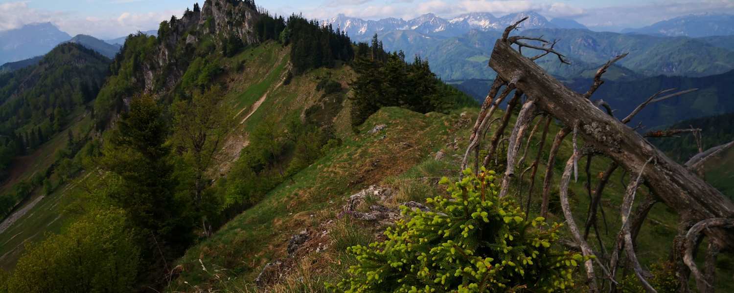 Langlackenmauer im Reichraminger Hintergebirge