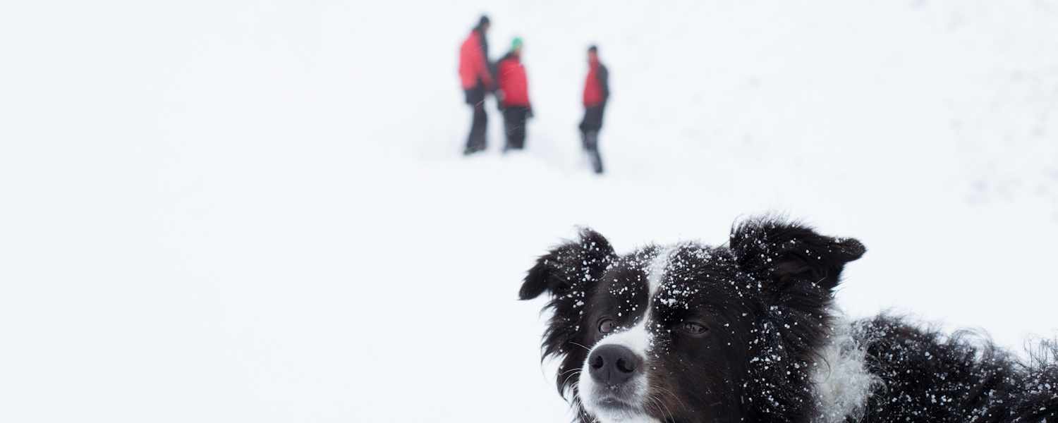 Lawinenhund Tirol