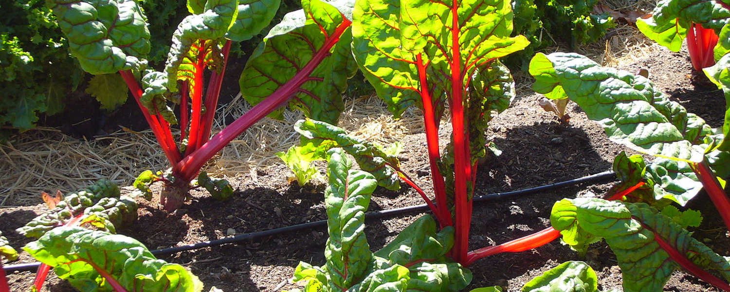 Mangold mit rotem Stiel