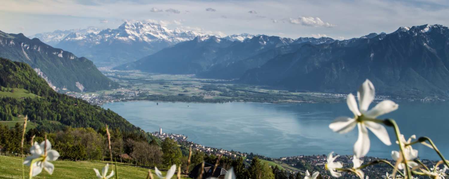 Der Narzissenweg: Blütenpracht und sagenhafte Aussicht auf den Genfersee