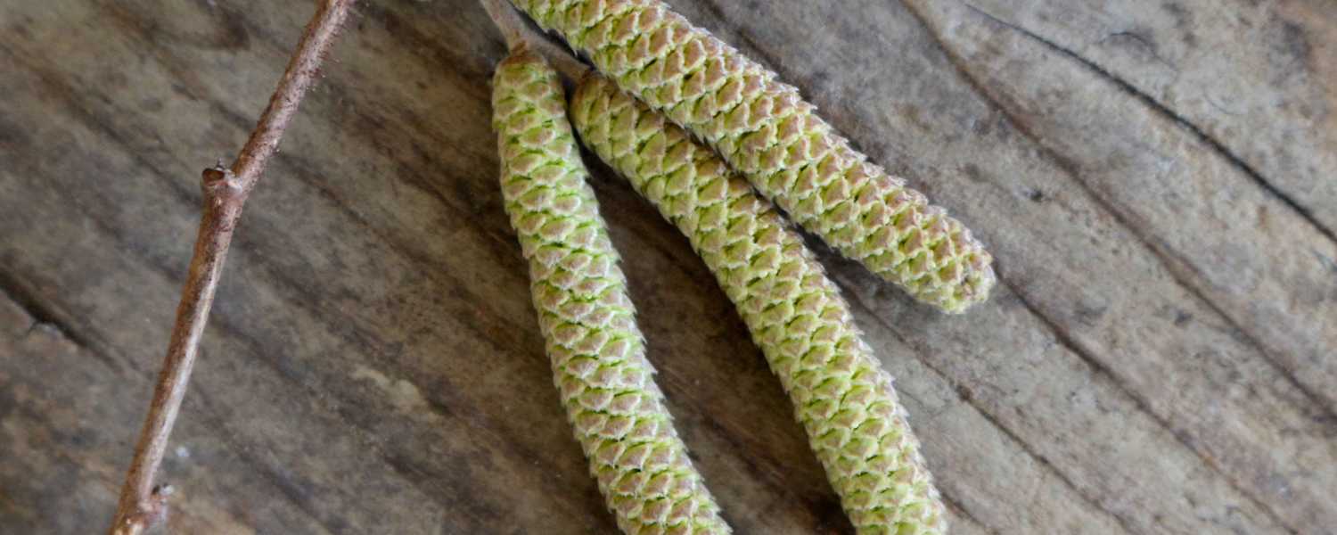Öffnen sich die Haselkätzchen im Frühling, dann werden die vielen Einzelblüten sichtbar
